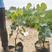 盆栽葡萄苗带花带果发货占地建园用保证正品基地直发
