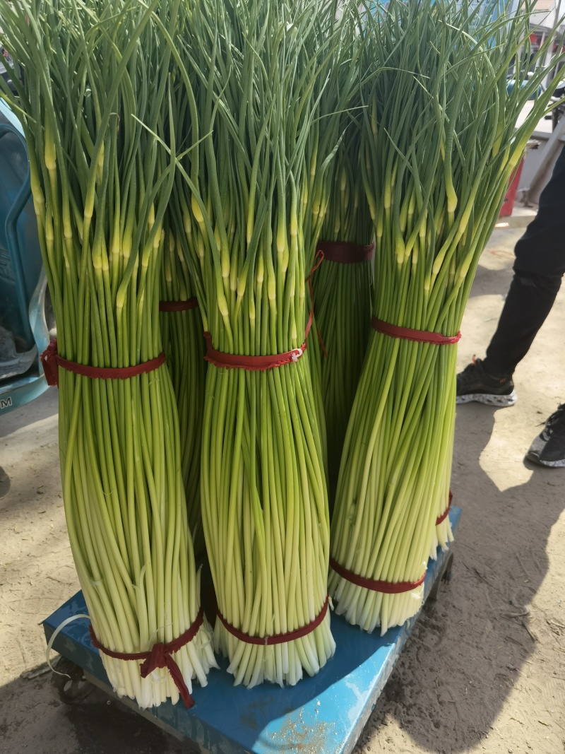 河南省淮阳区，白帽蒜苔红帽蒜薹长期大量供应需要的联系我