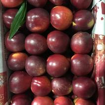 辽宁油桃红油桃大批量成熟上市支持全国市场欢迎采
