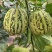 【花蕾甜瓜】河北花美人甜瓜大量供应可视频实地看货