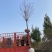 绚丽海棠—山东基地苗圃低价处理，树形优美