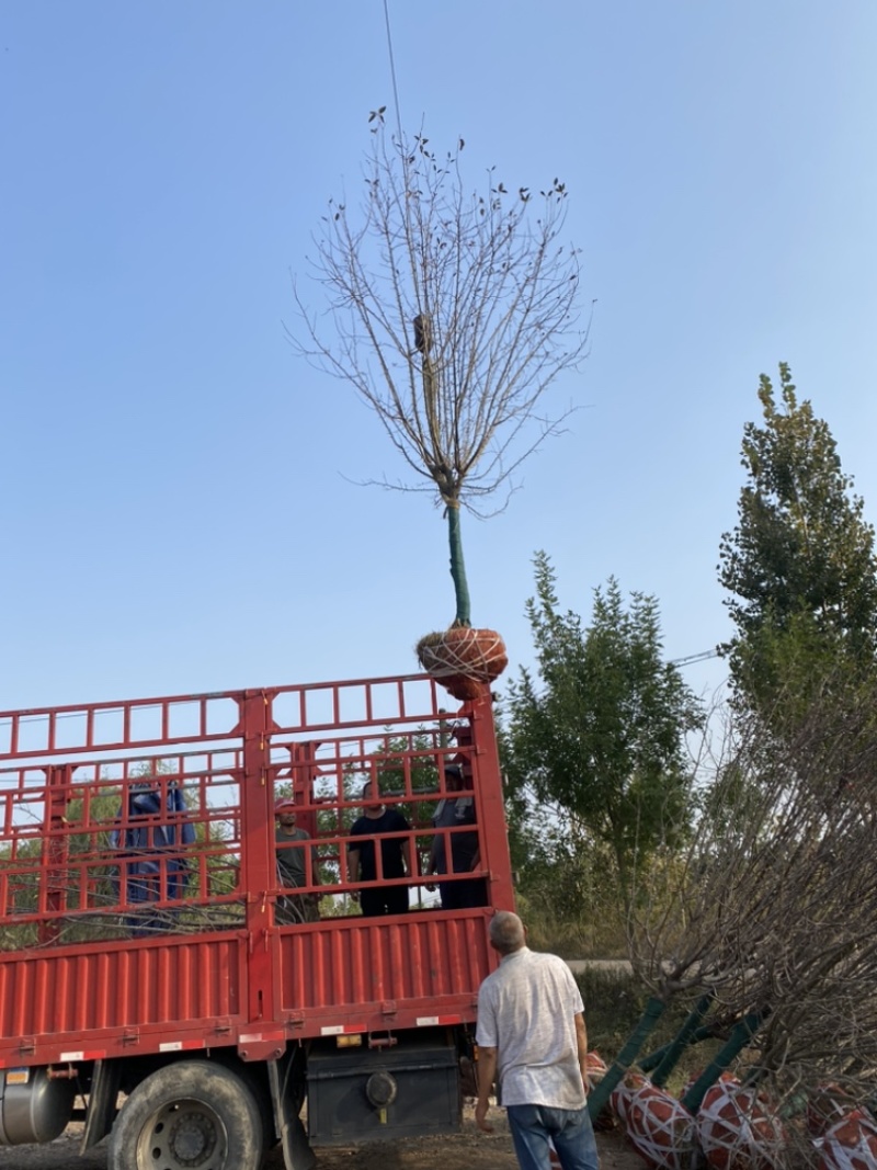 绚丽海棠—山东基地苗圃低价处理，树形优美