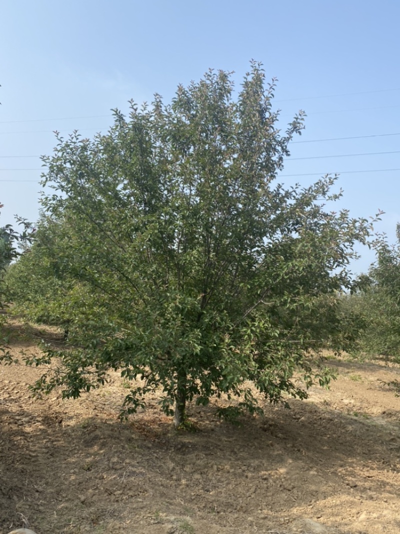 绚丽海棠—山东基地苗圃低价处理，树形优美