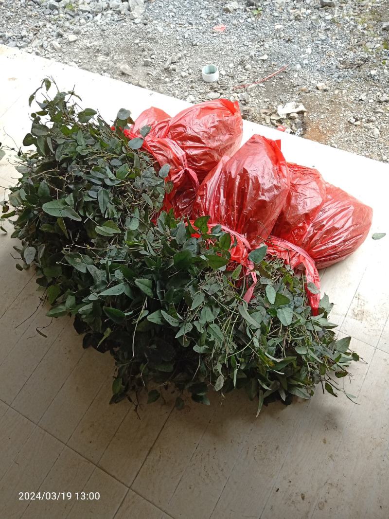四川无籽八月瓜苗，纯种紫瓜，一年苗，口感好，籽粒少