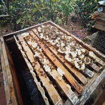 【农家自产】重庆中蜂土蜂蜜品质保障商超品质欢迎购买