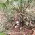 棕树棕榈树棕毛40公分以上现挖现发包邮