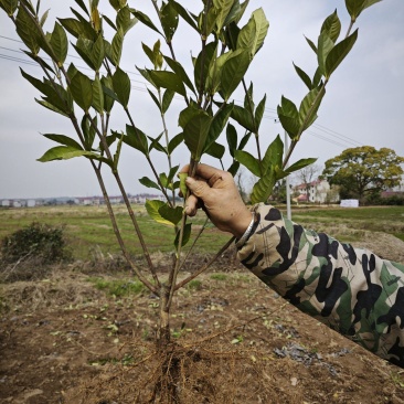 水栀子扦插苗