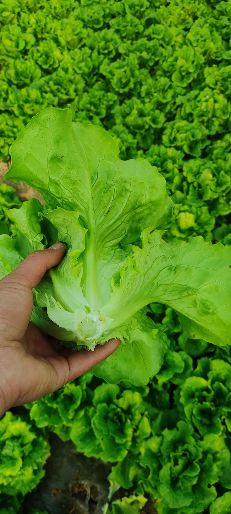 精品意大利生菜