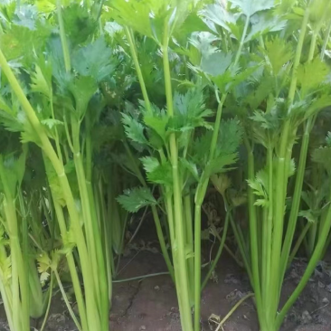 西芹大量供应，散装，烟箱，泡沫箱装，量大从优货源充足