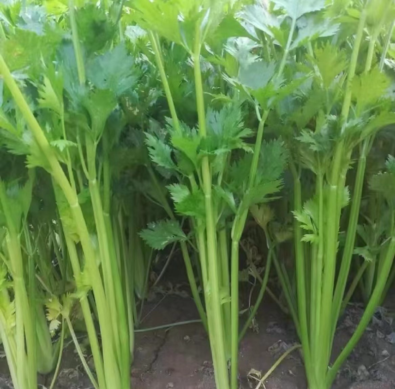 西芹大量供应，散装，烟箱，泡沫箱装，量大从优货源充足