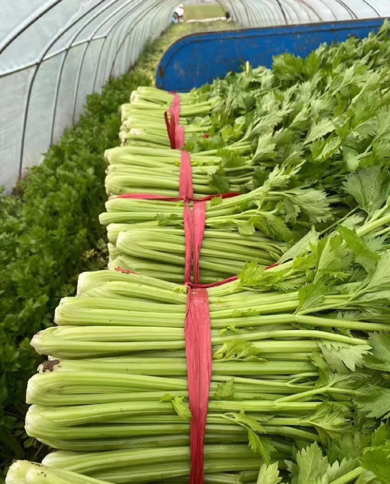 西芹大量供应，散装，烟箱，泡沫箱装，量大从优货源充足