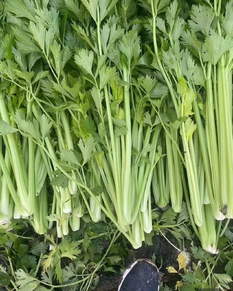 西芹大量供应，散装，烟箱，泡沫箱装，量大从优货源充足