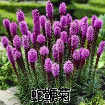 蛇鞭菊种子蛇鞭草花种子庭院绿化景观阳台盆栽花籽多年生宿根
