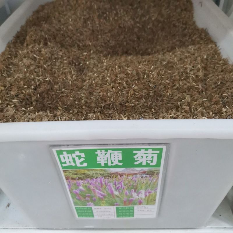 蛇鞭菊种子蛇鞭草花种子庭院绿化景观阳台盆栽花籽多年生宿根