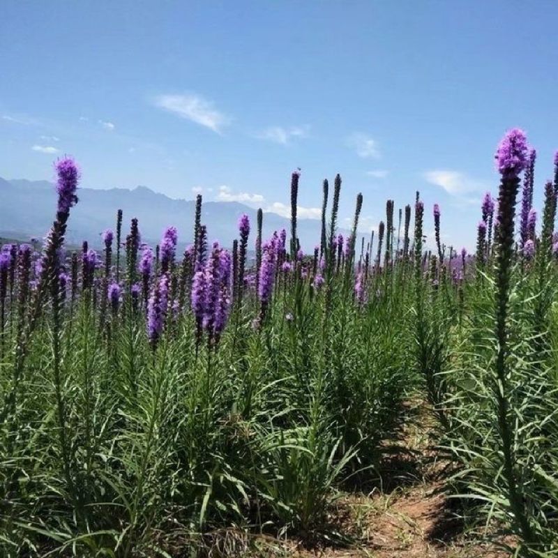 蛇鞭菊种子蛇鞭草花种子庭院绿化景观阳台盆栽花籽多年生宿根