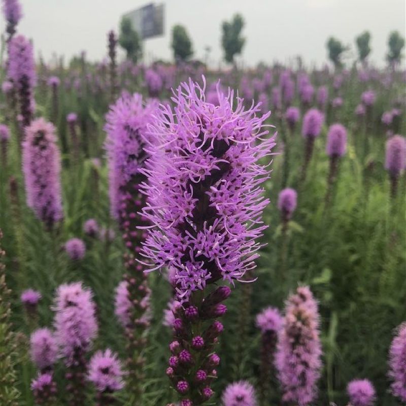 蛇鞭菊种子蛇鞭草花种子庭院绿化景观阳台盆栽花籽多年生宿根