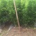 药用枳壳嫁接苗