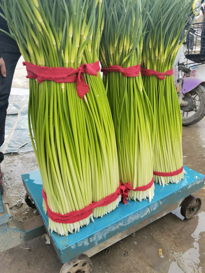 河南省淮阳区，白帽蒜红帽蒜苔大量上市，价格便宜，产地直销