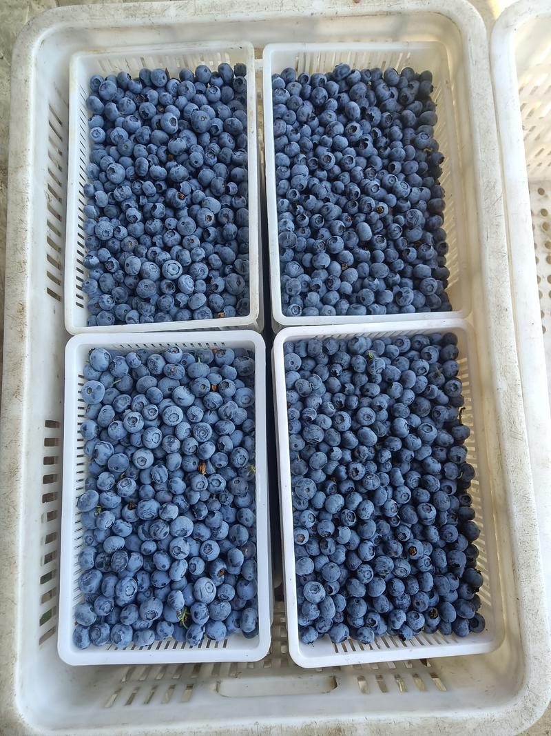 大棚蓝莓大量上市了L25云雀薄雾优瑞卡F6L