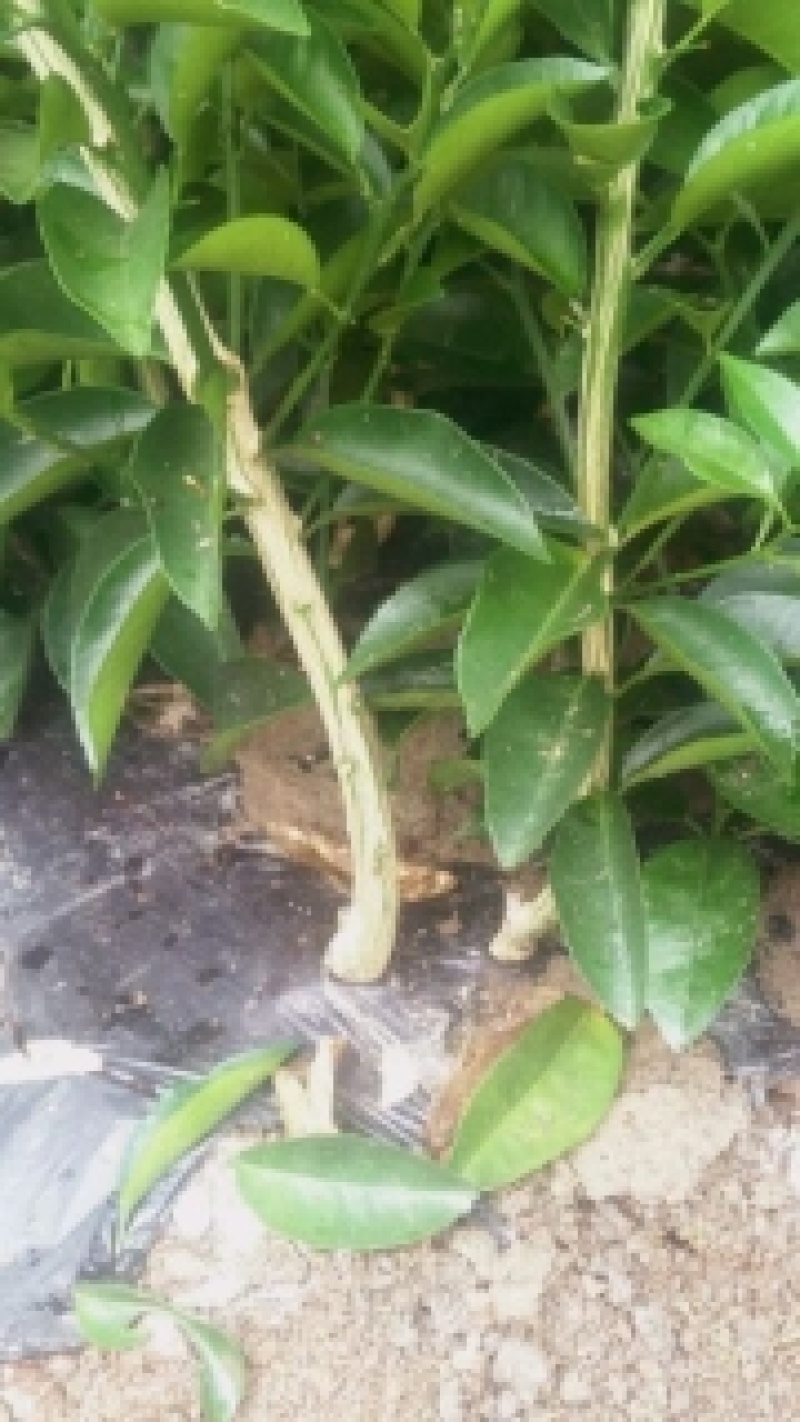 药用枳壳嫁接苗