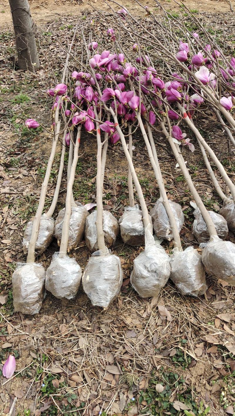 紫玉兰，白玉兰，黄玉兰多规格可选专业苗圃直发欢迎联系