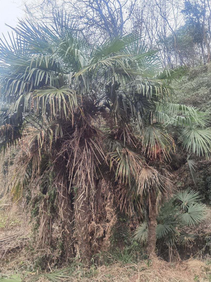 棕树棕榈树棕毛40公分以上现挖现发包邮