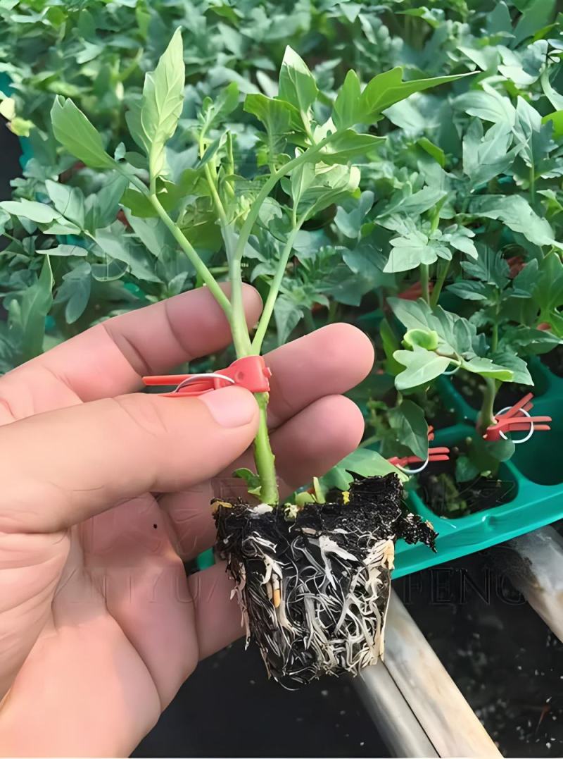 嫁接硬粉番茄苗抗病毒抗死棵嫁接粉西红柿苗抗重茬