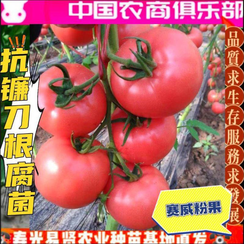 嫁接硬粉番茄苗抗病毒抗死棵嫁接粉西红柿苗抗重茬