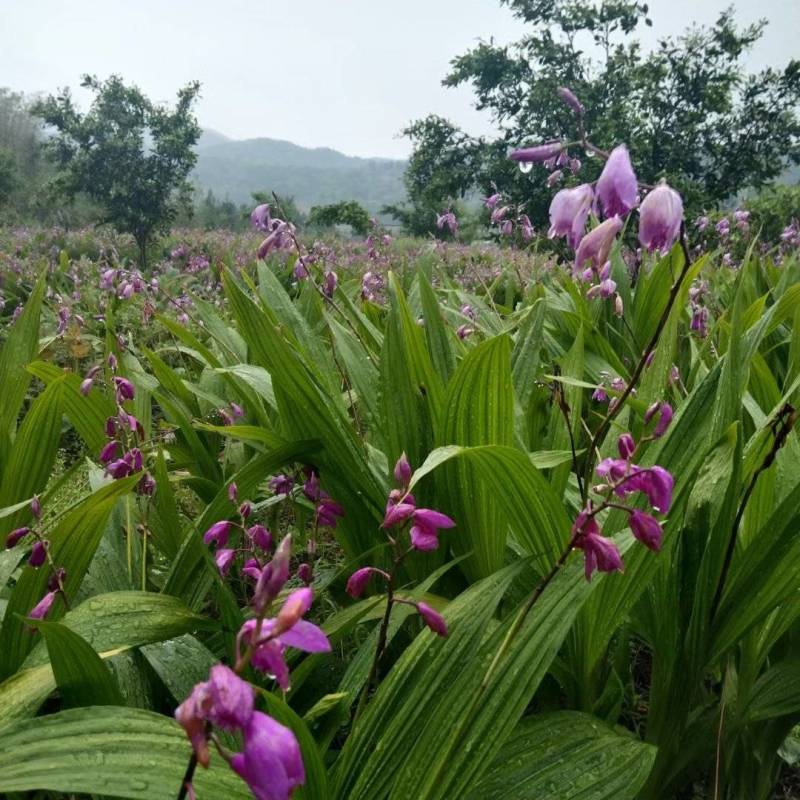 野生选育二代紫花三叉中宽叶白芨块茎苗