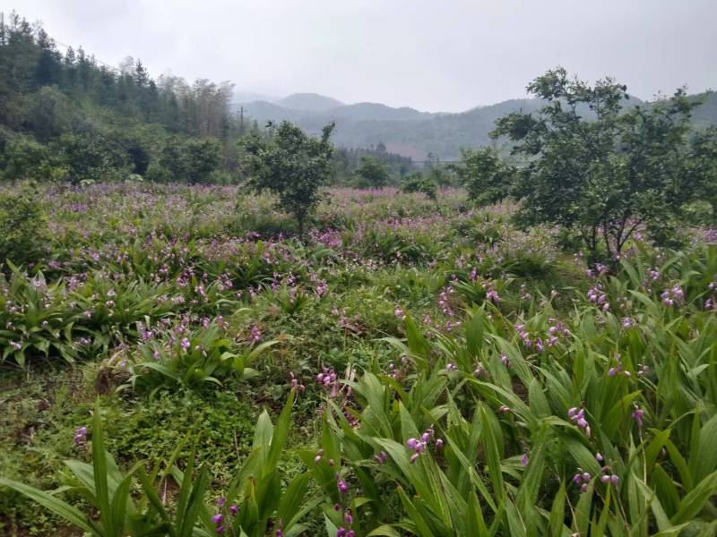 野生选育二代紫花三叉中宽叶白芨块茎苗