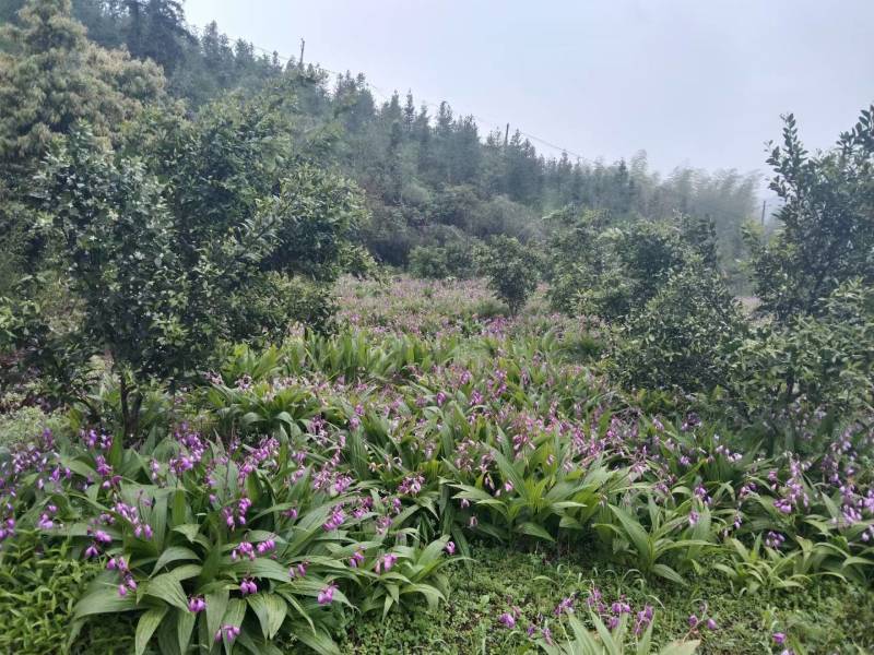 野生选育二代紫花三叉中宽叶白芨块茎苗