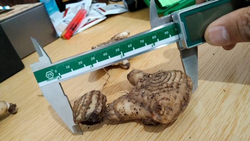 野生选育二代紫花三叉中宽叶白芨块茎苗