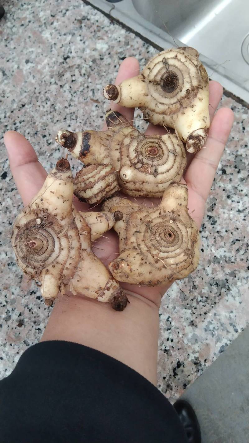 野生选育二代紫花三叉中宽叶白芨块茎苗