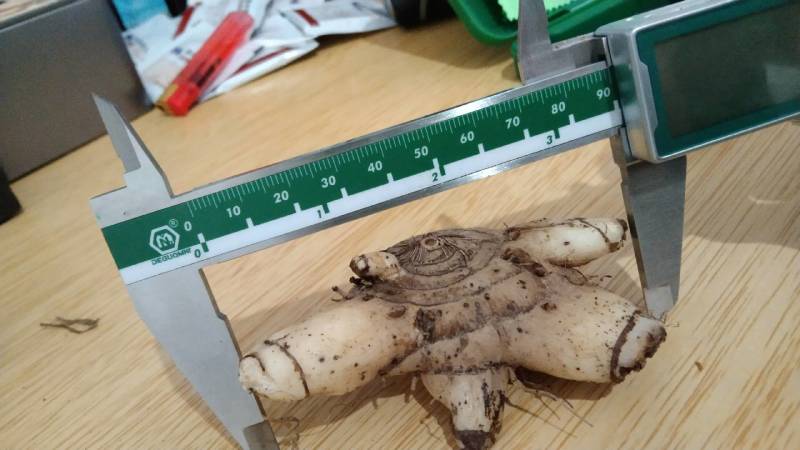 野生选育二代紫花三叉中宽叶白芨块茎苗