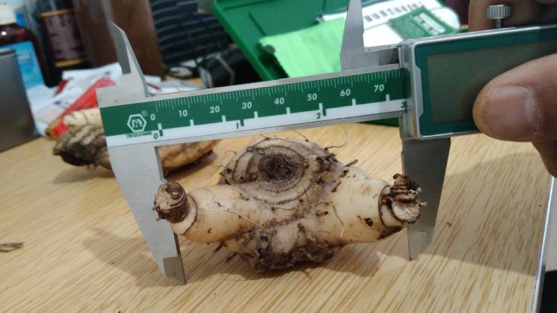野生选育二代紫花三叉中宽叶白芨块茎苗