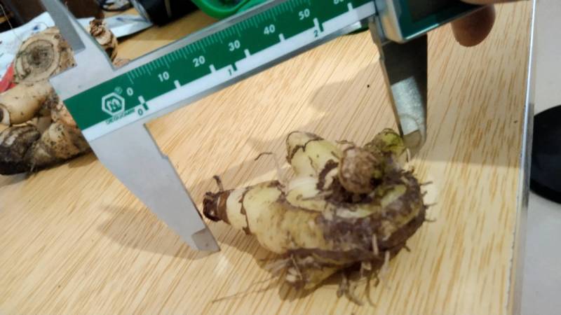 野生选育二代紫花三叉中宽叶白芨块茎苗