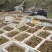 野生选育二代紫花三叉中宽叶白芨块茎苗