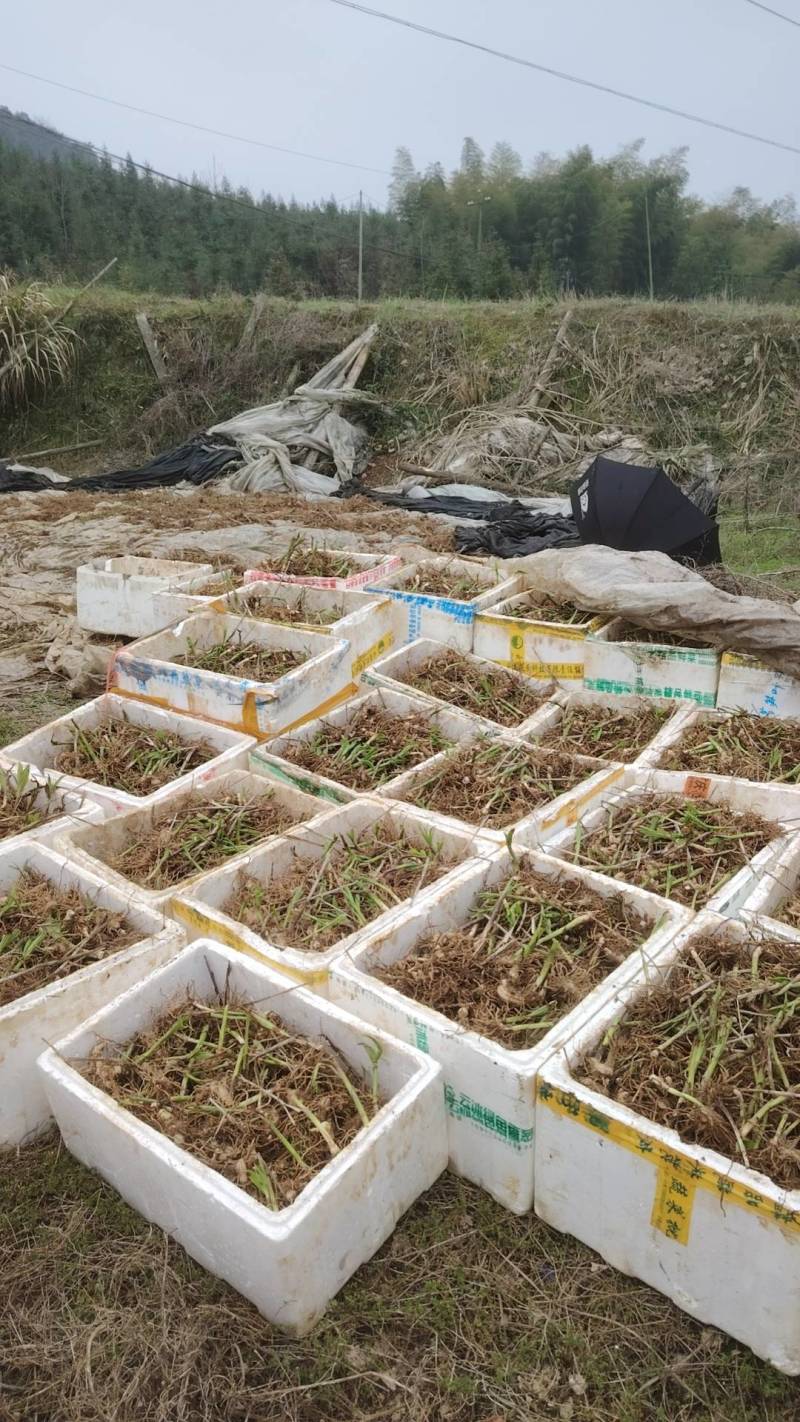 野生选育二代紫花三叉中宽叶白芨块茎苗