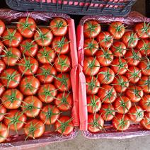 大红西红柿大量上市萼片好硬度好亮度好欢迎咨询