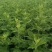 ：艾草