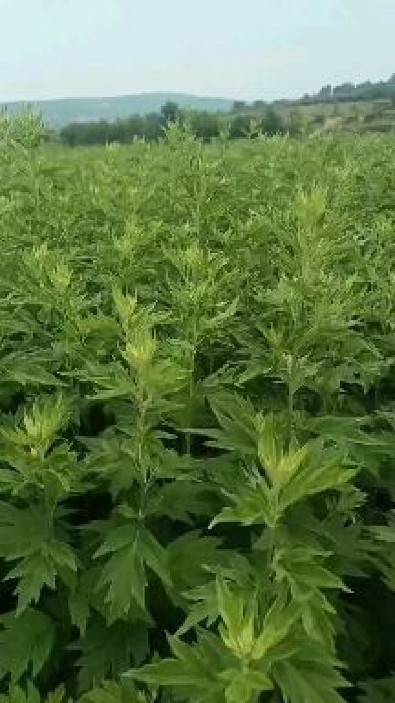 ：艾草