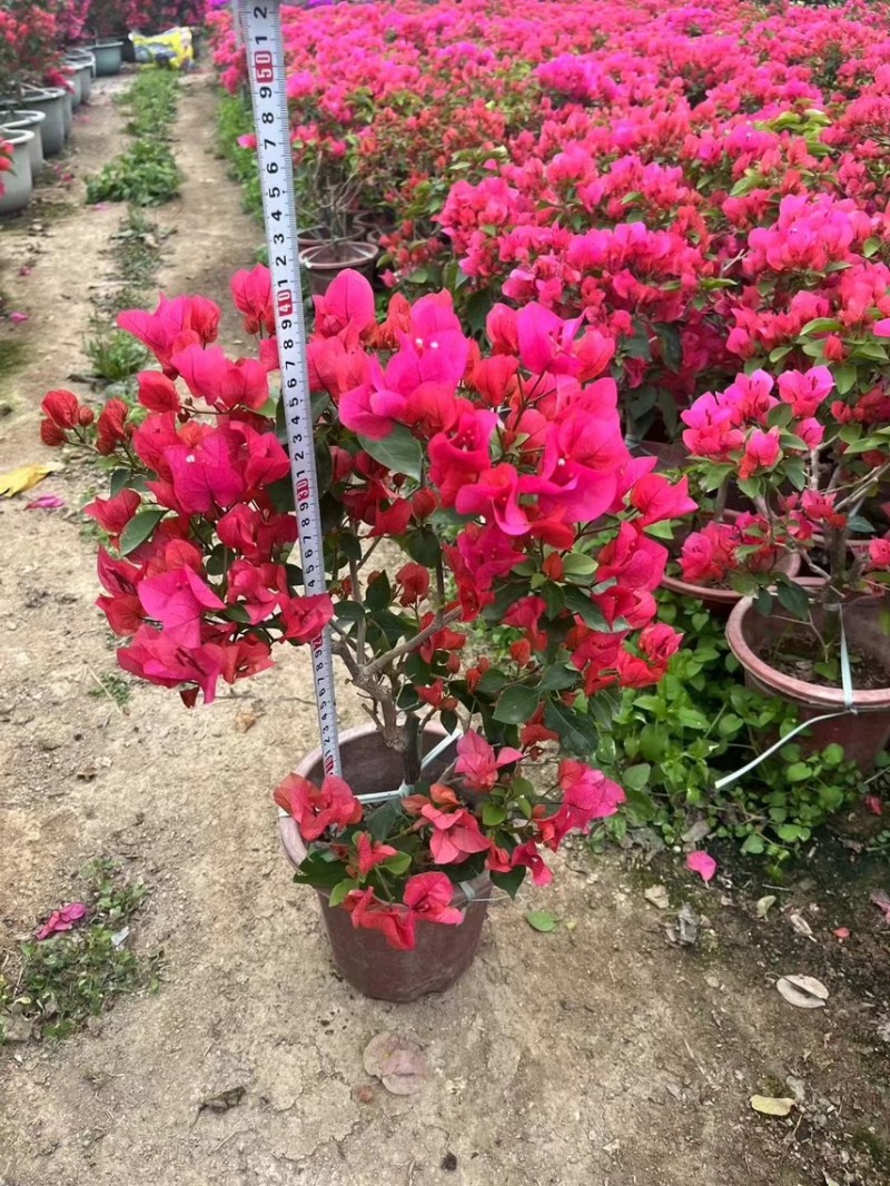 三角梅勒杜鹃同安红