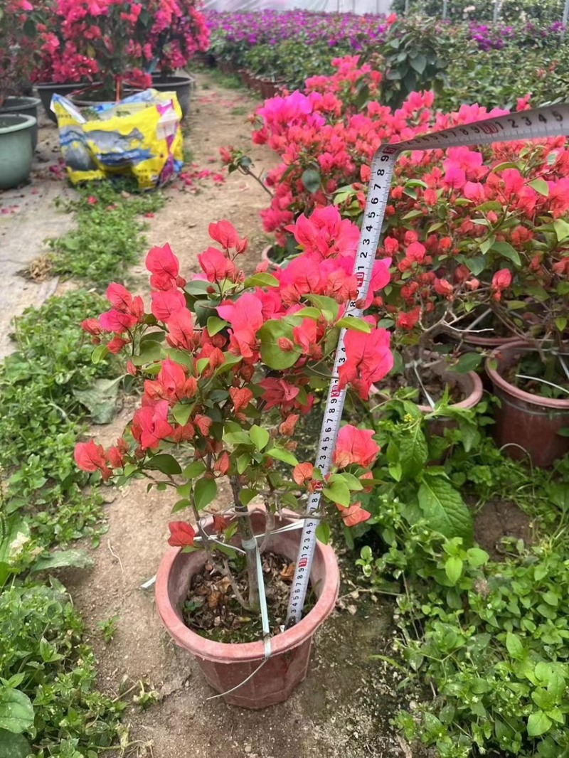三角梅勒杜鹃同安红