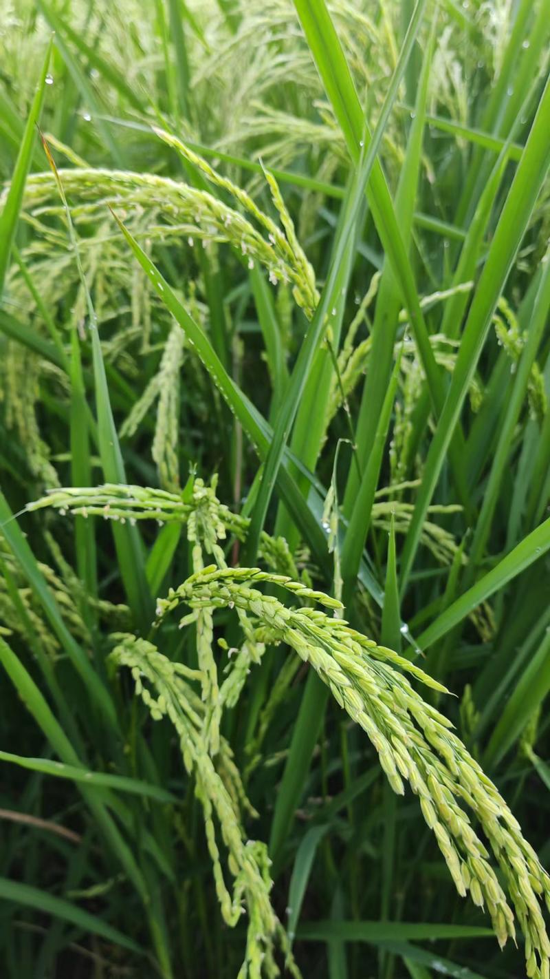 长粒香米开袋就有天然米香的米