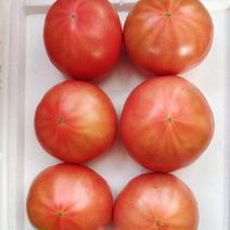 新开园西红柿传奇二号酸甜可口天津静海区自家种植