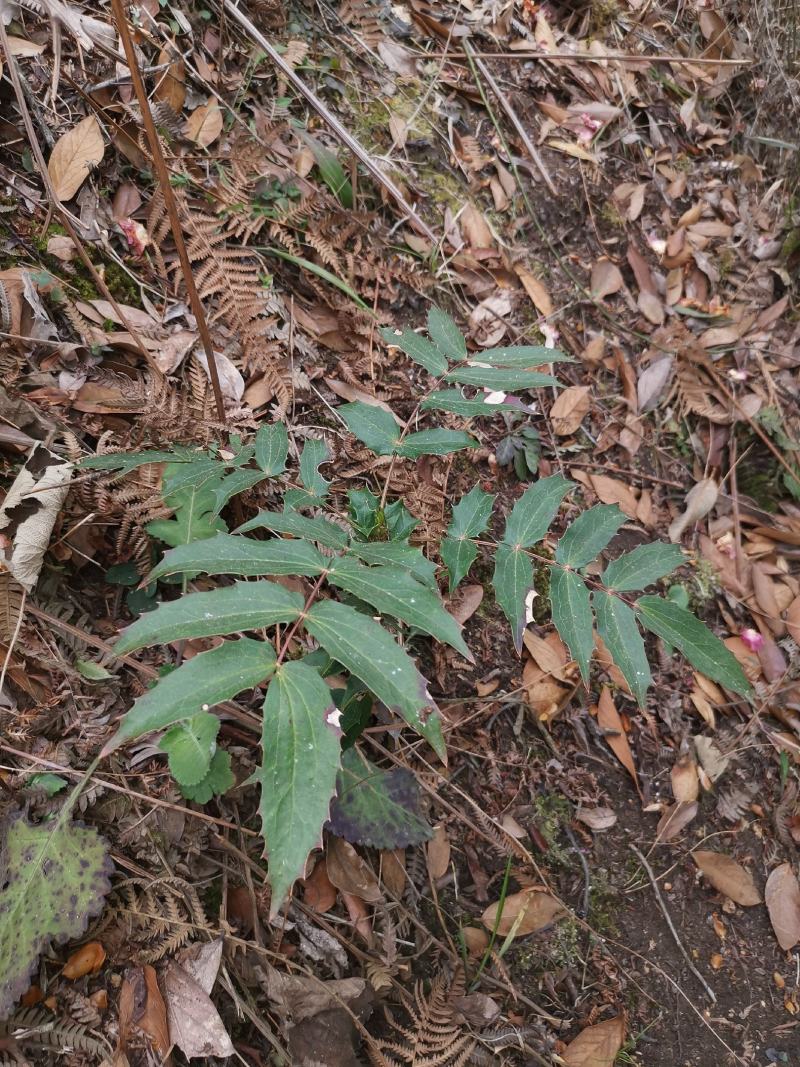 野生刺黄连