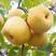 安徽砀山酥梨产地直发品质保障脆甜多汁量大优惠