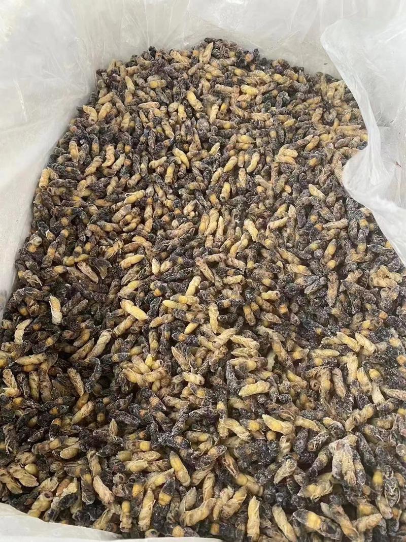 熟冻树蜂蛹各种等级批发，规格可定做一二三四级，价格合理