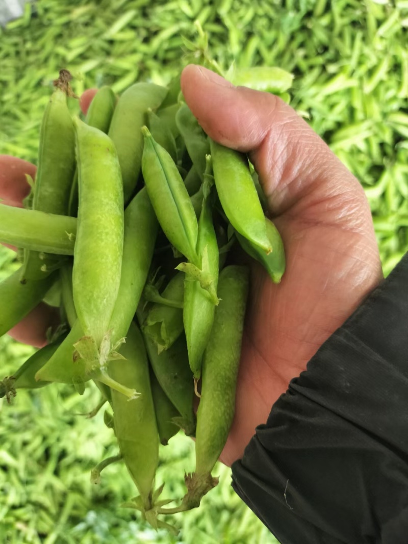 长寿仁豌豆饱满大量上市一手货源诚信合作欢迎来电