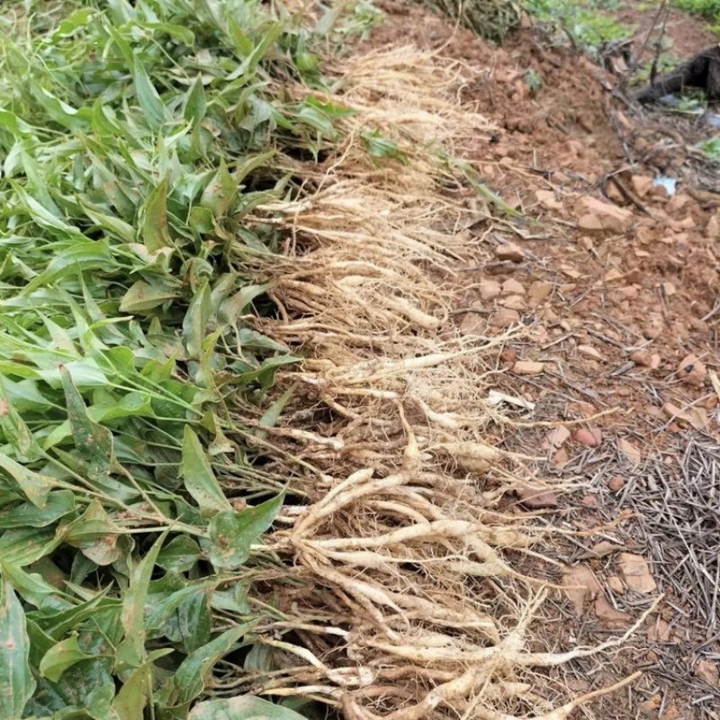 百部苗，改良百部苗，药材百部苗，红花百部苗，白花百部苗